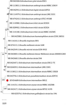 Deciphering Cadmium (Cd) Tolerance in Newly Isolated Bacterial Strain, Ochrobactrum intermedium BB12, and Its Role in Alleviation of Cd Stress in Spinach Plant (Spinacia oleracea L.)